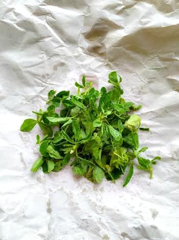 fresh fenugreek leaves on a white sheet